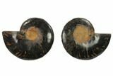 Cut/Polished Ammonite Fossil - Unusual Black Color #132574-1